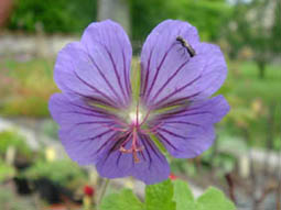 Geranium erianthemum